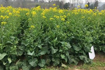 湖北金九昌種業有限公司